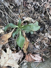 Solidago glomerata