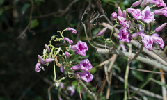 Ipomoea carnea fistulosa