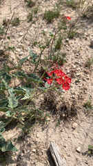 Nyctaginia capitata