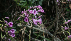 Ipomoea carnea fistulosa