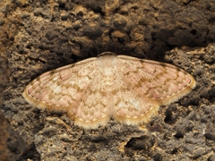 Scopula asellaria