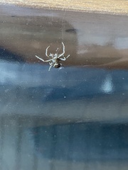 Gibbaranea bituberculata