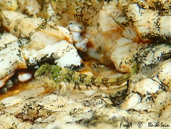 Coryphoblennius galerita
