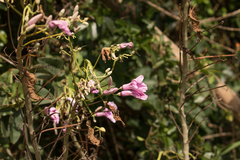 Ipomoea carnea fistulosa