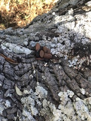 Didelphis virginiana