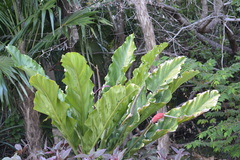 Anthurium schlechtendalii
