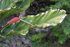 Anthurium schlechtendalii