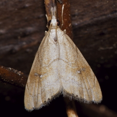 Glaucocharis bipunctella