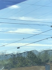 Corvus brachyrhynchos