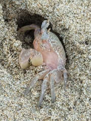 Ocypode gaudichaudii