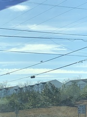 Corvus brachyrhynchos