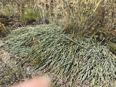Ephedra monosperma