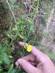 Goodenia decurrens