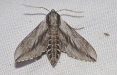 Sphinx dollii