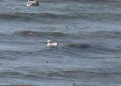 Saundersilarus saundersi