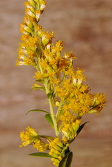 Solidago elongata