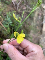 Goodenia decurrens
