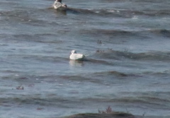 Saundersilarus saundersi