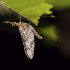 Ichthybotus hudsoni