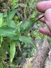 Goodenia decurrens