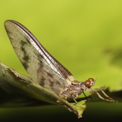 Ichthybotus hudsoni