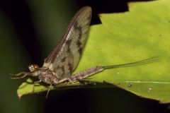 Ichthybotus hudsoni