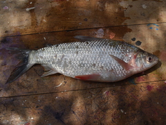 Prochilodus magdalenae