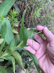 Goodenia decurrens