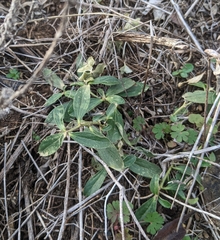 Ditaxis humilis