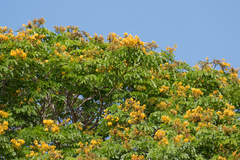 Paubrasilia echinata