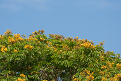 Paubrasilia echinata