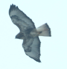 Buteo jamaicensis × Buteo lagopus