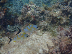 Haemulon carbonarium