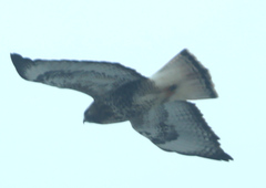 Buteo jamaicensis × Buteo lagopus