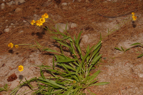 Helenium bigelovii