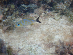 Haemulon carbonarium