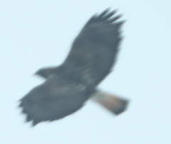 Buteo jamaicensis × Buteo lagopus