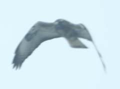 Buteo jamaicensis × Buteo lagopus