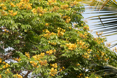 Paubrasilia echinata