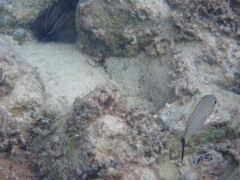 Haemulon carbonarium