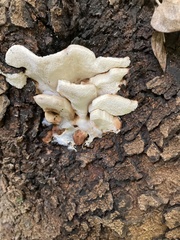 Fungi