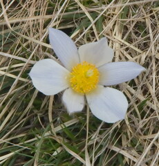 Pulsatilla vernalis