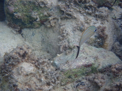 Haemulon carbonarium