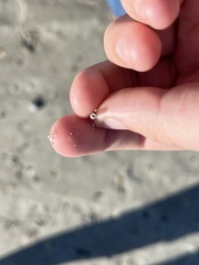 Graptacme eborea