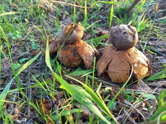 Myriostoma coliforme