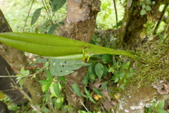 Acianthera