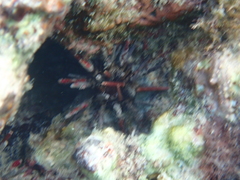 Eucidaris tribuloides