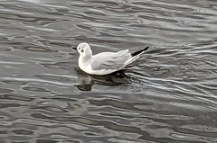 Chroicocephalus philadelphia