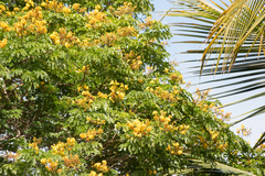 Paubrasilia echinata