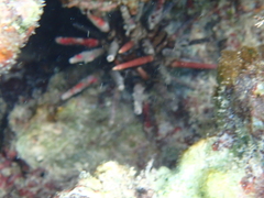 Eucidaris tribuloides
